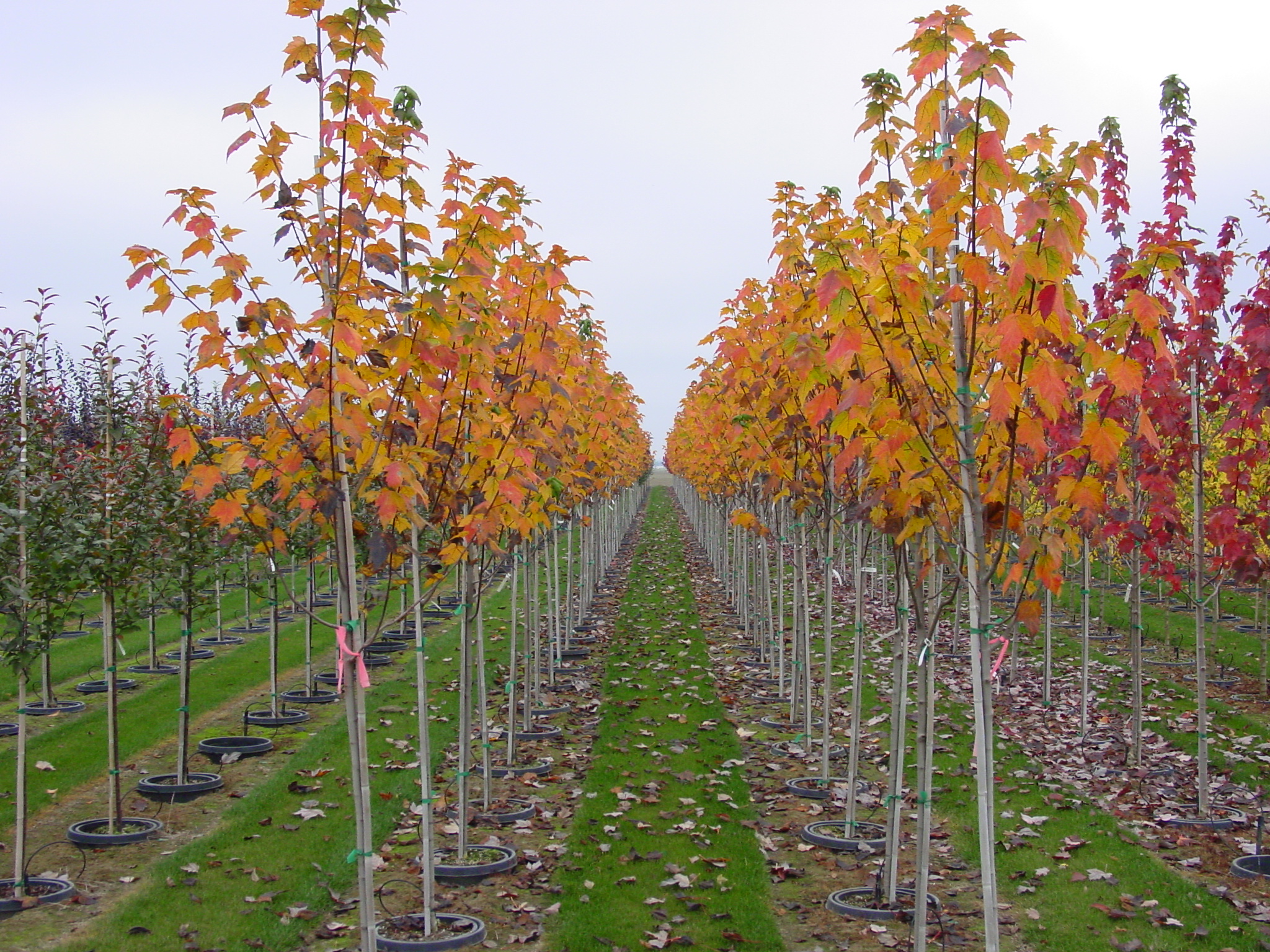 Acer rubrum 'Northwood' The Site Gardener